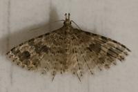 Alucita hexadactyla