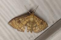 Anania verbascalis