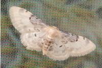 Idaea filicata
