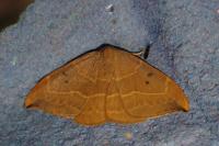 Watsonalla binaria