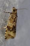 Celypha lacunana