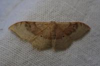 Idaea degeneraria