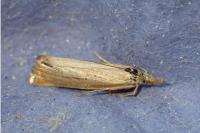 Agriphila straminella