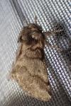 Thaumetopoea processionea