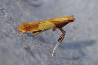 Caloptilia alchimiella/robustella