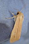 Mythimna pallens