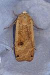Noctua pronuba