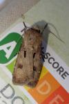 Agrotis exclamationis