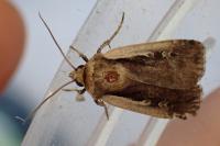 Ochropleura plecta