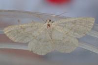 Cabera exanthemata