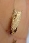 Axylia putris