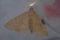 Ostrinia nubilalis/scapulalis