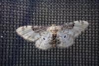 Idaea filicata