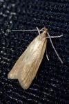 Helcystogramma rufescens