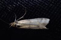 Homoeosoma sinuella