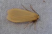 Wittia sororcula