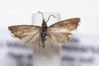 Dichrorampha acuminatana