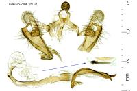Coleophora peribenanderi