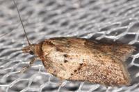 Acleris schalleriana