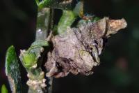 Coleophora saturatella