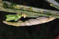 Coleophora calycotomella
