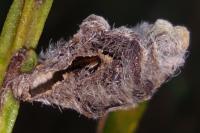 Coleophora saturatella