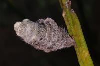 Coleophora saturatella