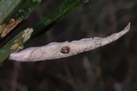 Coleophora calycotomella