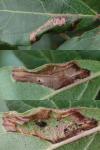 Phyllonorycter lantanella
