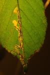 Stigmella aurella