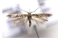 Tuta absoluta