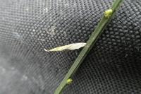 Coleophora calycotomella