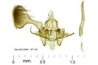 Parornix finitimella