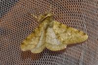 Phigalia pilosaria