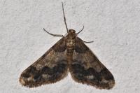 Agriopis leucophaearia