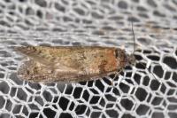 Tortricodes alternella