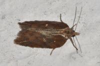 Acleris hastiana