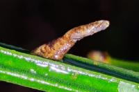Coleophora calycotomella