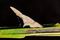 Coleophora calycotomella