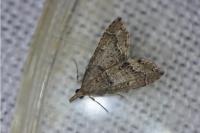 Diplopseustis perieresalis