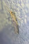 Plutella xylostella