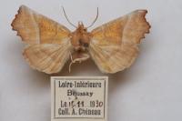 Scoliopteryx libatrix