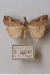 Hypena rostralis