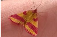 Lythria cruentaria