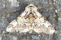 Biston strataria