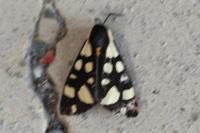 Arctia villica