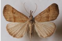 Hypena proboscidalis