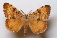 Lymantria dispar