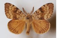 Lymantria dispar