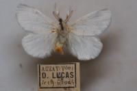 Sphrageidus similis